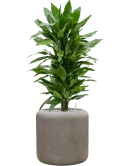 Dracaena fragrans 'Janet Lind' in Baq Nucast Grond (Vulkastrat)