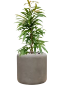 Ficus binnendijkii 'Amstel King' in Baq Nucast Grond (Vulkastrat)
