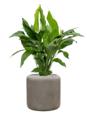 Spathiphyllum 'Sweet Lauretta' in Baq Nucast Grond (Vulkastrat)