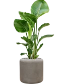 Strelitzia nicolai in Baq Nucast Grond (Vulkastrat)