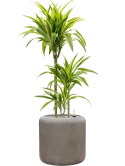 Dracaena fragrans 'Lemon Lime' in Baq Nucast Grond (Vulkastrat)