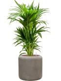 Kentia (Howea) forsteriana in Baq Nucast Hydrocultuur