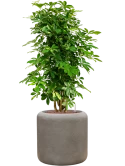 Schefflera arboricola 'Gold Capella' in Baq Nucast Hydrocultuur