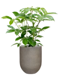 Schefflera actinophylla 'Amate' in Baq Nucast Grond (Vulkastrat)