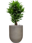 Dracaena fragrans 'Compacta' in Baq Nucast Grond (Vulkastrat)