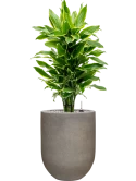 Dracaena fragrans 'Golden Coast' in Baq Nucast Grond (Vulkastrat)