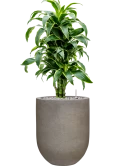 Dracaena fragrans 'Dorado' in Baq Nucast Grond (Vulkastrat)