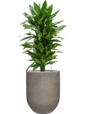Dracaena fragrans 'Janet Lind' in Baq Nucast Grond (Vulkastrat)