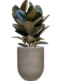 Ficus elastica 'Abidjan' in Baq Nucast Grond (Vulkastrat)