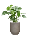 Monstera deliciosa in Baq Nucast Grond (Vulkastrat)