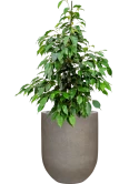 Ficus benjamina 'Danielle' in Baq Nucast Grond (Vulkastrat)