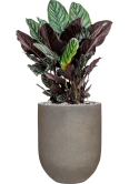 Calathea sanderiana in Baq Nucast Grond (Vulkastrat)