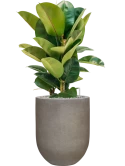 Ficus elastica 'Robusta' in Baq Nucast Grond (Vulkastrat)