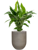 Spathiphyllum 'Sweet Lauretta' in Baq Nucast Grond (Vulkastrat)