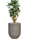 Aralia (Polyscias) 'Fabian' in Baq Nucast Grond (Vulkastrat)