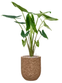 Alocasia zebrina in Baq Naturescast Grond (Vulkastrat)
