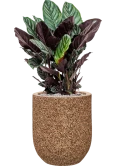 Calathea sanderiana in Baq Naturescast Grond (Vulkastrat)