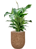 Spathiphyllum 'Sweet Lauretta' in Baq Naturescast Grond (Vulkastrat)