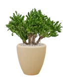 Crassula ovata 'Horntree' in Baq Polystone Plain Grond (Vulkastrat)