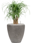 Beaucarnea recurvata in Baq Polystone Plain Grond (Vulkastrat)