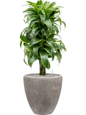 Dracaena fragrans 'Dorado' in Baq Polystone Plain Grond (Vulkastrat)