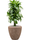 Dracaena fragrans 'Dorado' in Baq Polystone Plain Grond (Vulkastrat)