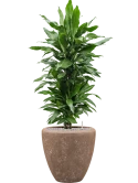 Dracaena fragrans 'Janet Lind' in Baq Polystone Plain Grond (Vulkastrat)