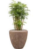 Aralia (Polyscias) 'Ming' in Baq Polystone Plain Grond (Vulkastrat)
