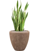 Sansevieria trifasciata 'Laurentii' in Baq Polystone Plain Grond (Vulkastrat)