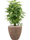 Schefflera arboricola 'Compacta' in Baq Polystone Plain Grond (Vulkastrat)
