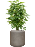 Schefflera arboricola 'Compacta' in Baq Nucast Grond (Vulkastrat)