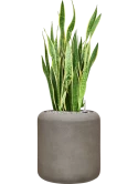 Sansevieria trifasciata 'Laurentii' in Baq Nucast Grond (Vulkastrat)