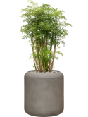Aralia (Polyscias) 'Ming' in Baq Nucast Grond (Vulkastrat)