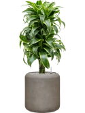 Dracaena fragrans 'Dorado' in Baq Nucast Grond (Vulkastrat)