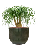 Beaucarnea recurvata in Plain Striped Hydrocultuur