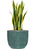 Sansevieria trifasciata 'Laurentii' in Plain Striped Hydrocultuur