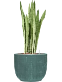 Sansevieria trifasciata 'Silver Mist' in Plain Striped Hydrocultuur