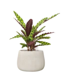 Calathea insignis in Antwerp Grond (Vulkastrat)