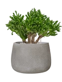 Crassula ovata 'Horntree' in Antwerp Grond (Vulkastrat)