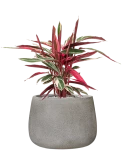 Stromanthe Sanguinea 'Triostar' in Antwerp Grond (Vulkastrat)