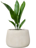 Aspidistra elatior in Antwerp Grond (Vulkastrat)