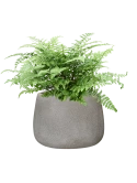Asplenium dimorphum 'Parvati' in Antwerp Grond (Vulkastrat)