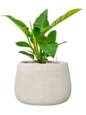 Philodendron 'Imperial Green' in Antwerp Grond (Vulkastrat)