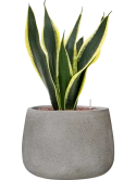 Sansevieria trifasciata 'Super Flame' in Antwerp Hydrocultuur