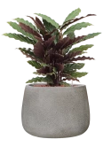 Calathea rufibarba 'Wavestar' in Antwerp Hydrocultuur