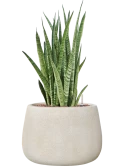 Sansevieria zeylanica 'Narrow' in Antwerp Hydrocultuur