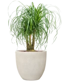 Beaucarnea recurvata in Antwerp Hydrocultuur