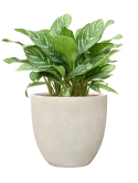 Aglaonema 'Stripes' in Antwerp Hydrocultuur