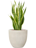Sansevieria trifasciata 'Laurentii' in Antwerp Hydrocultuur