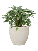 Philodendron 'Xanadu' in Antwerp Hydrocultuur